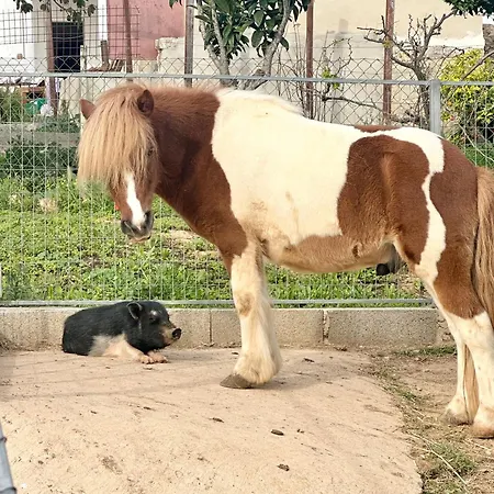 Alloggio per agriturismo La Quinta Da Liberdade - Ferme De Charme En Algarve *