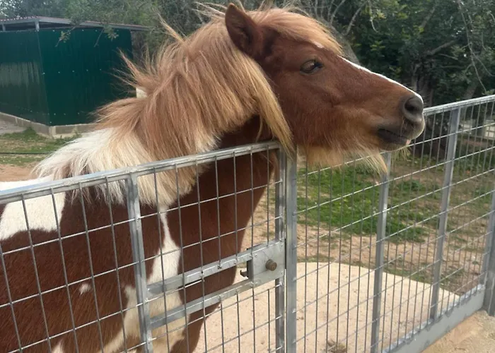 La Quinta Da Liberdade - Ferme De Charme En Algarve Farm stay Pechao
