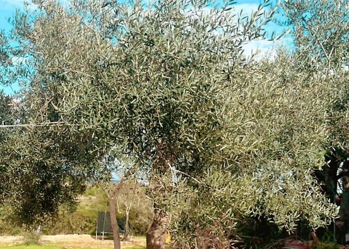 La Quinta Da Liberdade - Ferme De Charme En Algarve